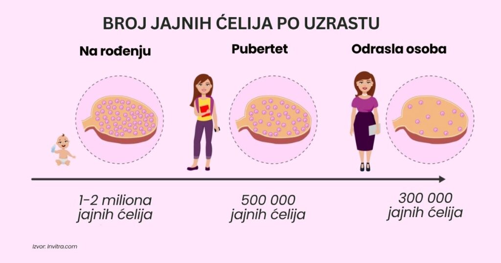 broj jajnih ćelija 