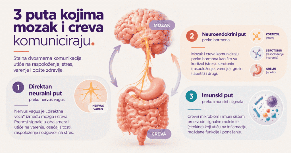3 puta kojim mozak i creva komuniciraju
